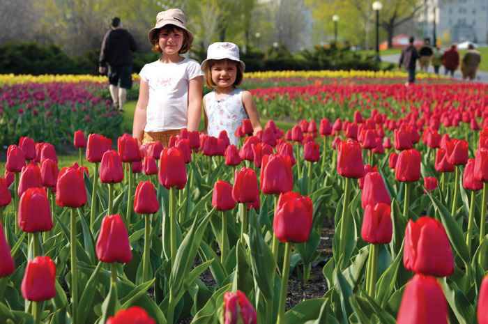 Lễ hội hoa tulip được Nữ hoàng Juliana của Hà Lan thiết lập để thể hiện lòng biết ơn về sự đón tiếp của thành phố trong thời gian Chiến tranh thế giới thứ hai.
