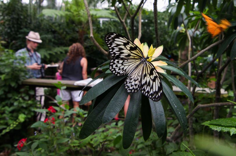 butterfly-rainforest-gainesville-vemaybay123
