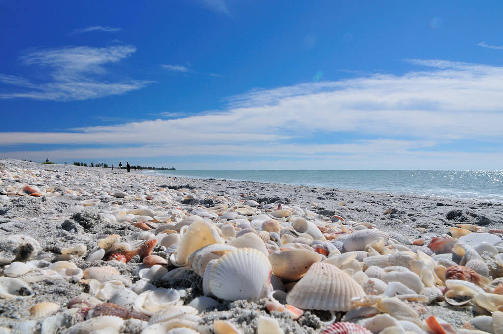seashell-sanibel-island-florida-vemaybay123