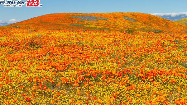 antelope-valley-california-poppy-reserve-ca-vemaybay123
