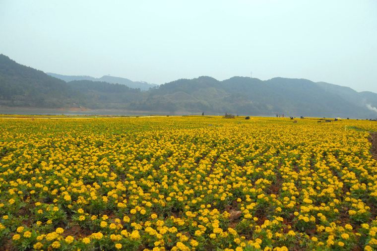 hồ hoa cổ tích Huangyao