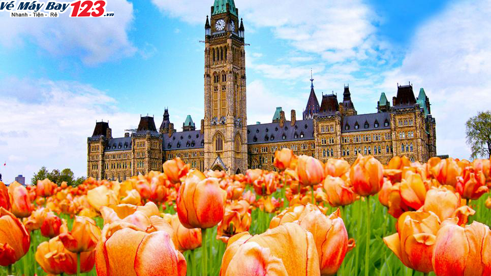 le-hoi-hoa-tulip-canada