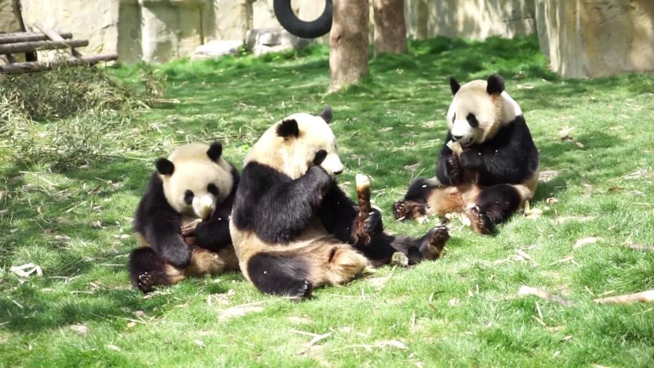 Công viên động vật hoang dã Thượng Hải