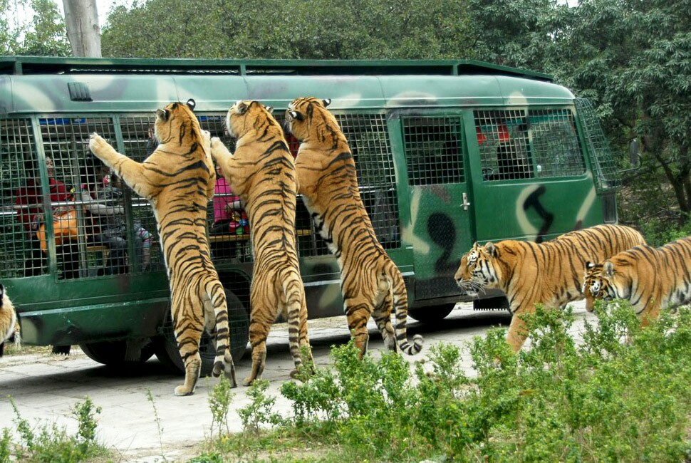 Công viên Safari Thâm Quyến