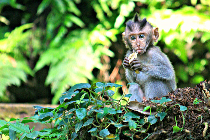 Rừng khỉ Ubud Bali – Indonesia