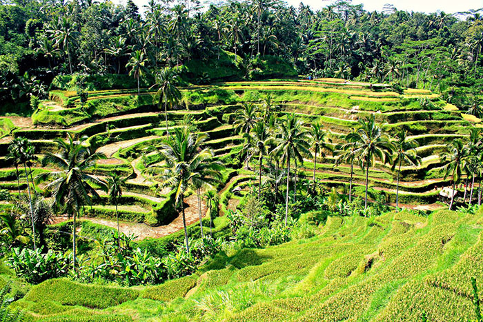 Tegalalang Rice Terraces