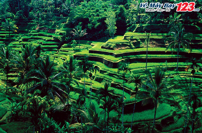  Những cánh đồng lúa bậc thang tuyệt đẹp ở Ubud